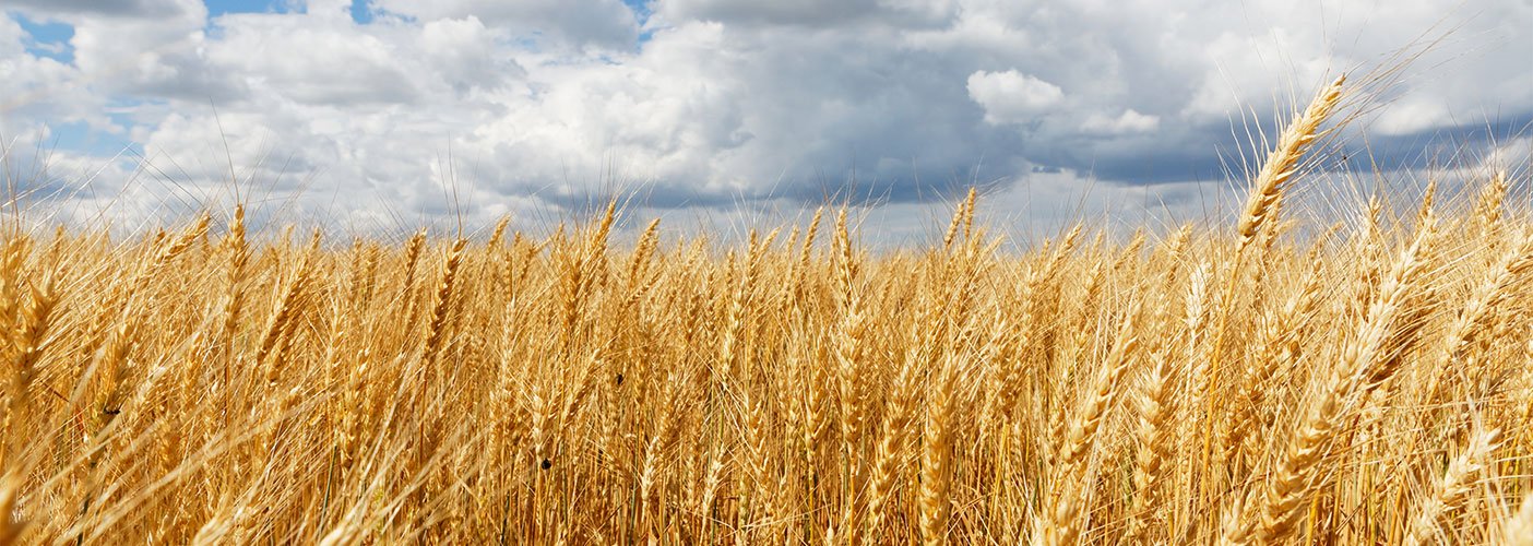 Glutenfreies Getreide: Diese Sorten sind bekömmliche Alternativen
